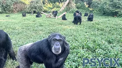 Chimpanzees Display Potential for Rational Thought